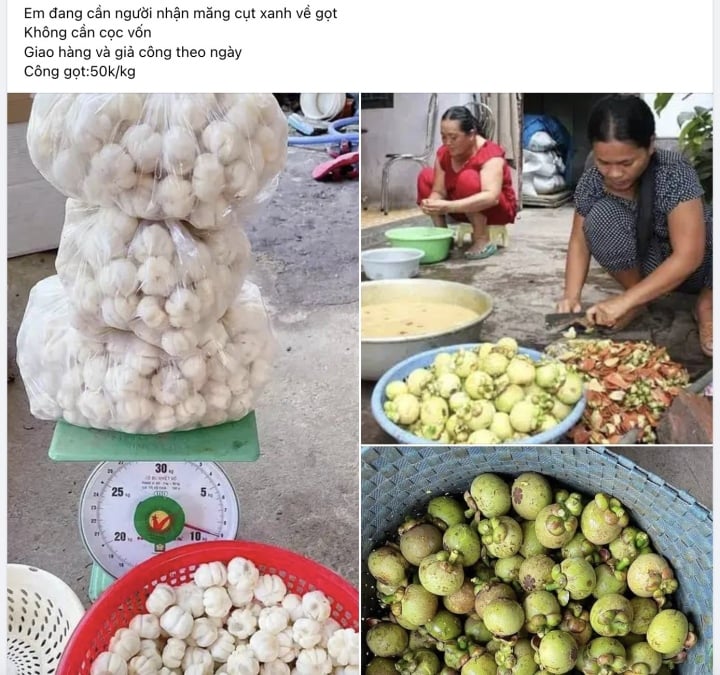 Un travail facile et un salaire élevé au Vietnam : éplucher des mangoustans pour gagner un demi-million de dongs par jour - 1