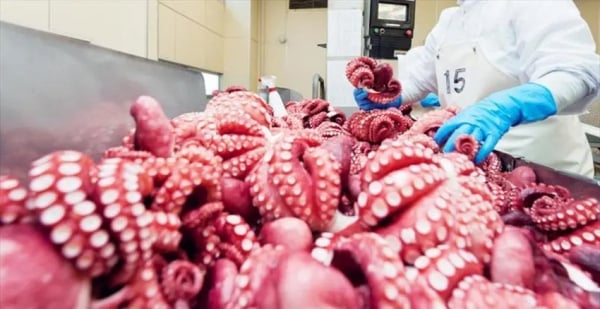 List of Vietnam's largest squid and octopus export markets