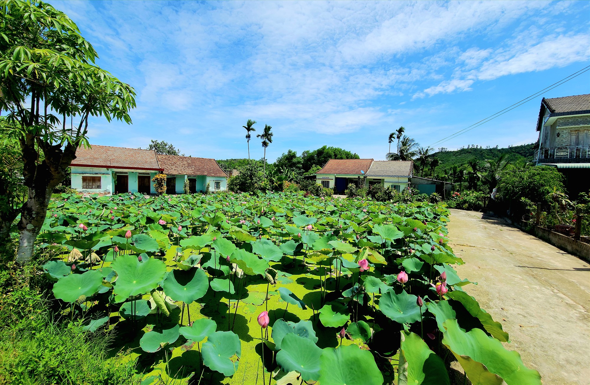 Les maisons avec des étangs de lotus poétiques dans le jardin sont typiques sur la route menant à la