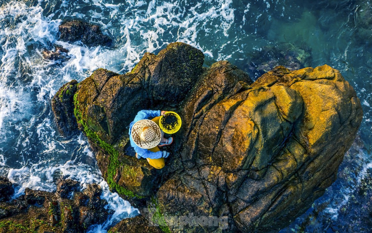 Trabajo duro recolectando 'recompensas del mar' en acantilados rocosos junto a fuertes olas foto 1