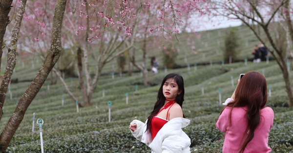 Despite the "cold" weather, tourists still flock to Cau Dat tea hill to take pictures of Dalat cherry blossoms.