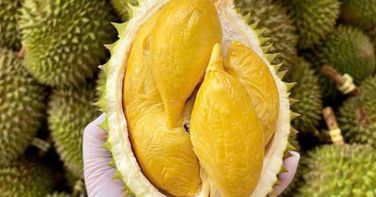 El cultivo de durian en Laos genera grandes beneficios para Dak Lak Rubber