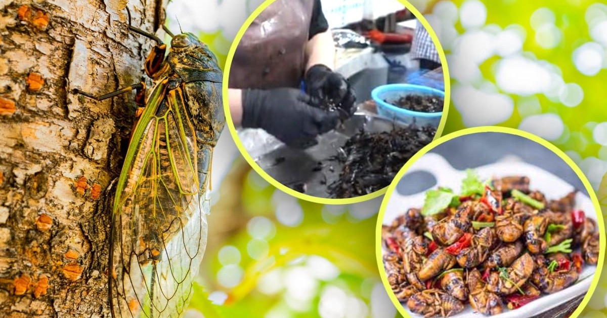 Cicadas become a craze, 'traveling' from luxury restaurants to sidewalk drinking tables