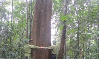 ケゴ自然保護区で動植物を観察