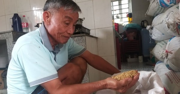 Der Reis duftet noch immer auf den Feldern, Händler sind auf die Felder gekommen, um Bestellungen aufzugeben, die Bauern von Ninh Binh warten auf die Rückkehr der Erntearbeiter und kassieren dann das Geld.