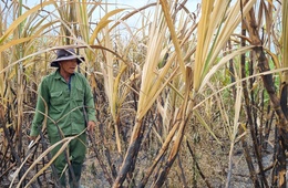 A household had 2 sugarcane fields burned for unknown reasons