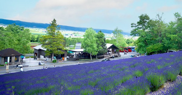 Frieden in der Farbe Lavendel