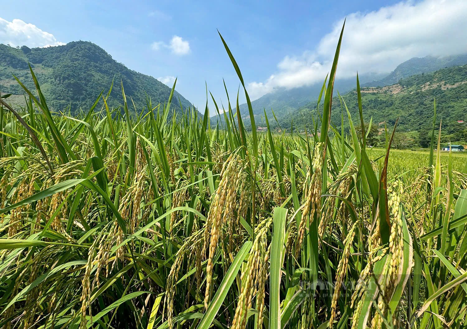 Vẻ đẹp ruộng bậc thang sau cơn lũ ở vùng cao Lào Cai  - Ảnh 13.