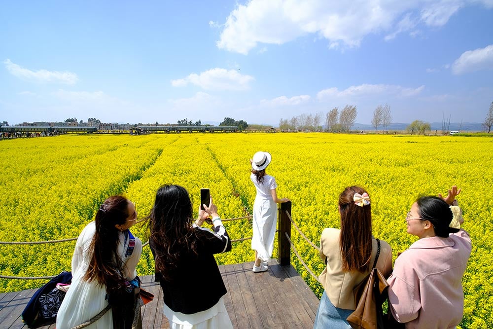 Des touristes prennent des photos dans un champ de fleurs de colza à Kunming, en Chine. Photo : IC