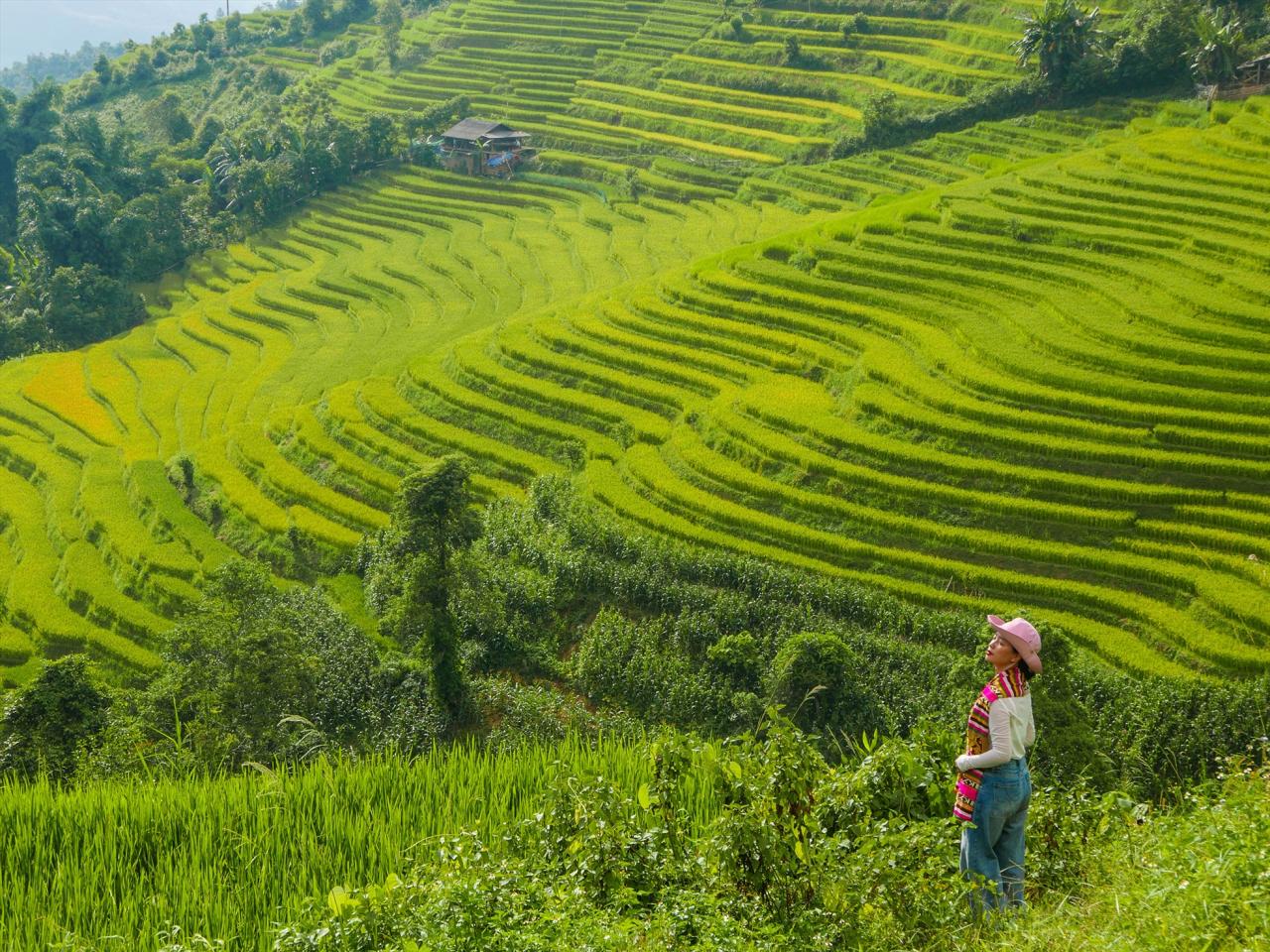 Sắc xanh còn phủ khắp Sa Pa, Lào Cai đầu mùa lúa chín vào tháng 8. Tùy vào thời tiết và địa lý, những thửa ruộng bậc thang ở Sa Pa sẽ lần lượt chín. Ảnh: Dương Dương Blog