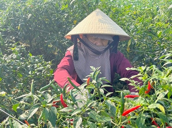 Los precios del chile han caído drásticamente y los comerciantes están comprando con moderación, por lo que los productores de chile de la provincia enfrentan dificultades. Foto: Ngoc Vien