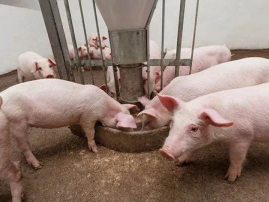 Schweinepreis am 11. Januar 2025: Der Norden übernimmt mit 69.000 VND/kg die Führung