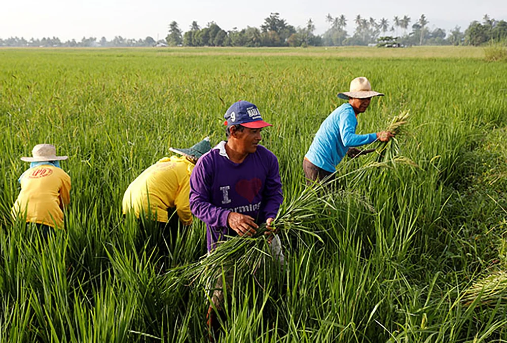 ชาวนาฟิลิปปินส์มีอายุมากขึ้น ภาพ: Interaksyon