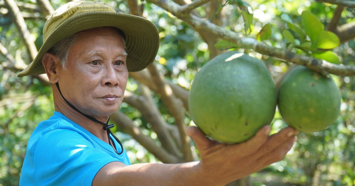 Mặn tăng nhanh bất ngờ, nhà vườn Bến Tre không kịp trở tay