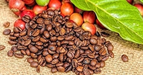 Les prix mondiaux du café robusta atteignent leur plus haut niveau depuis 28 ans en raison des inquiétudes concernant la pénurie d'approvisionnement