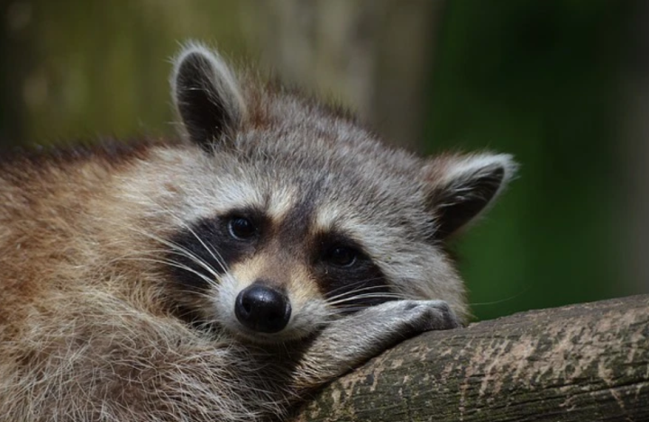 Erstaunt über das Geheimnis der schönsten nachtaktiven Tiere der Welt - 7