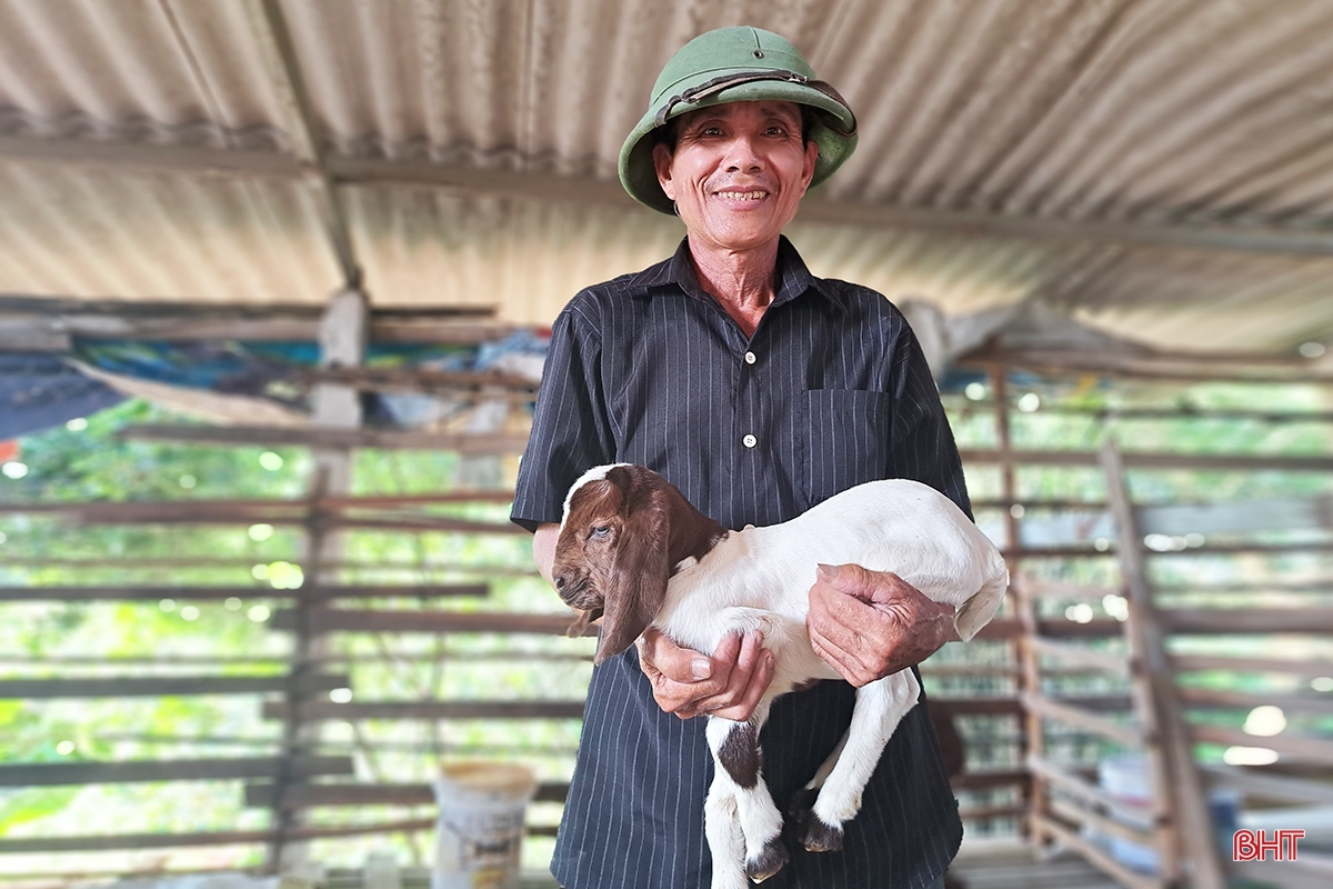 Old farmer in Nghi Xuan shares secret to getting rich from raising Boer goats