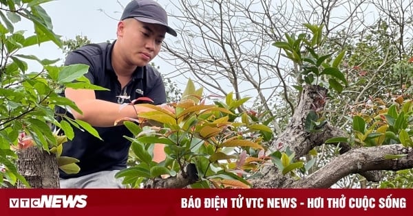 Hốt bạc với nghề tạo dáng cây cảnh bonsai