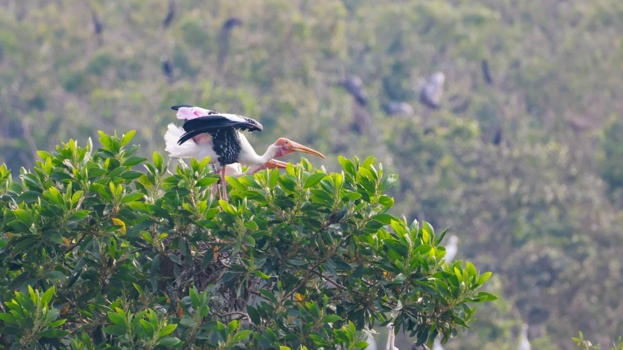 Die unwiderstehliche Einladung der Natur an Touristen in Dong Thap Muoi