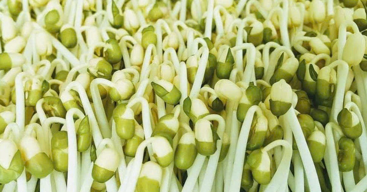 Discontent because the owner of the facility that grew bean sprouts with chemicals was only fined, not prosecuted