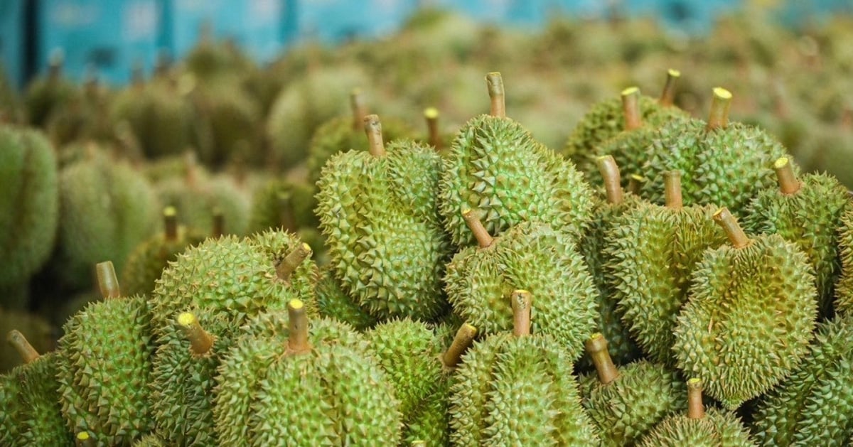 Fruit and Vegetable Association urgently informs and strongly opposes the forgery of durian growing area codes