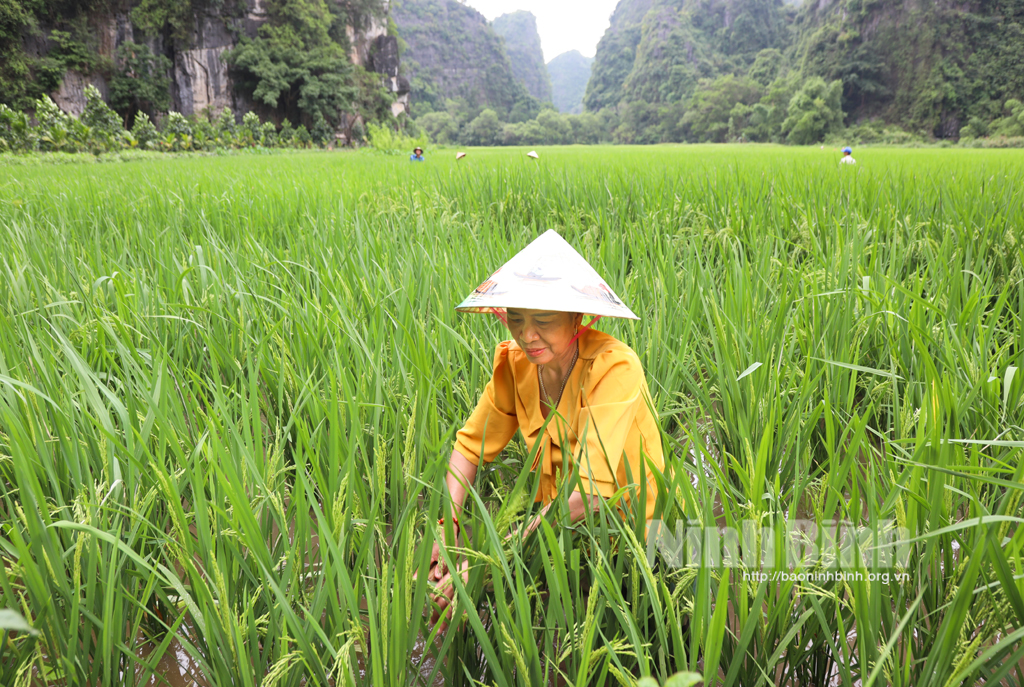 Tam Coc rice fields will ripen beautifully during Ninh Binh Tourism Week