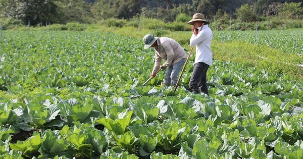 Đẩy mạnh phát triển vùng sản xuất rau xanh an toàn