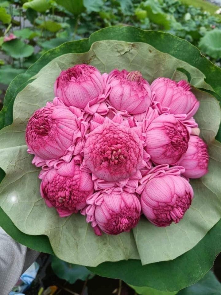 La flor de loto de mil pétalos, que en su día fue una moda que volvía locas a las mujeres, ahora tiene un precio miserable - 4