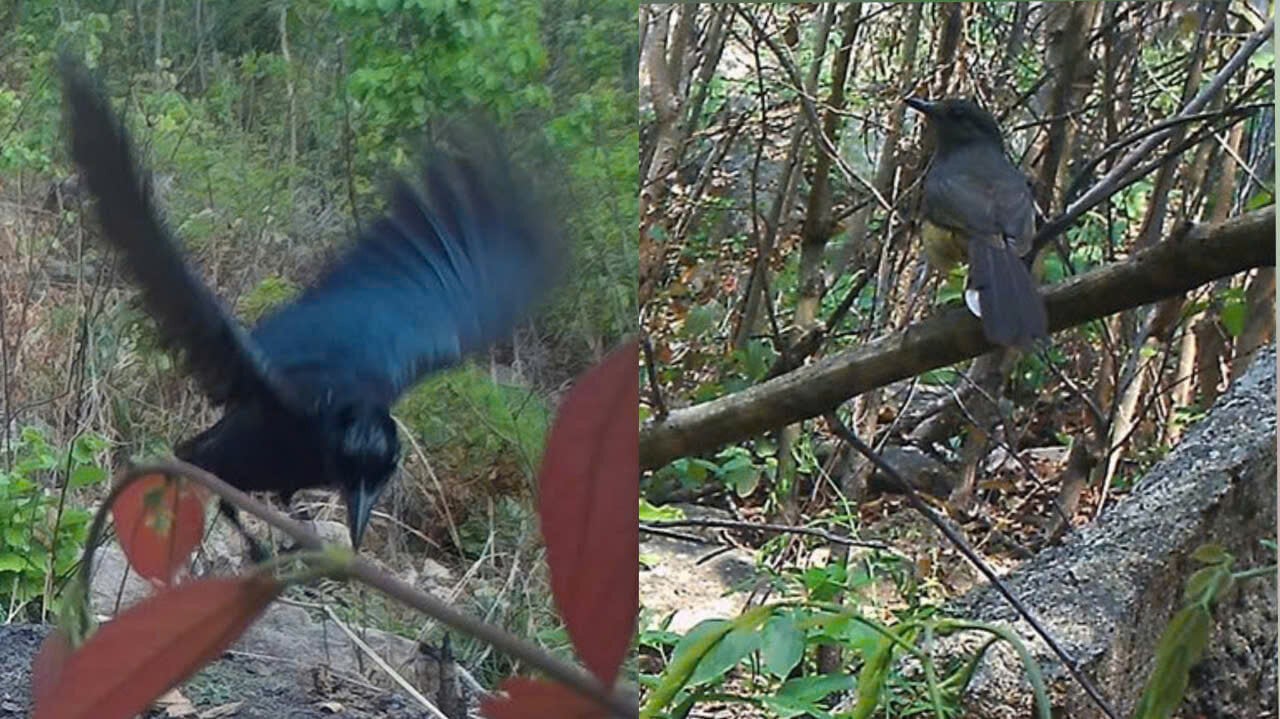 Bewundern Sie 24 seltene Vogel- und Tierarten im Schutzwald in Binh Thuan - 14