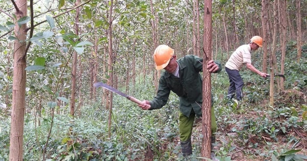 Nghệ An đứng đầu về diện tích rừng toàn quốc