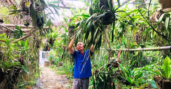 Trồng lan rừng, vườn đẹp như phim, nuôi thêm lợn rừng, một nông dân Bắc Kạn giàu lên trông thấy