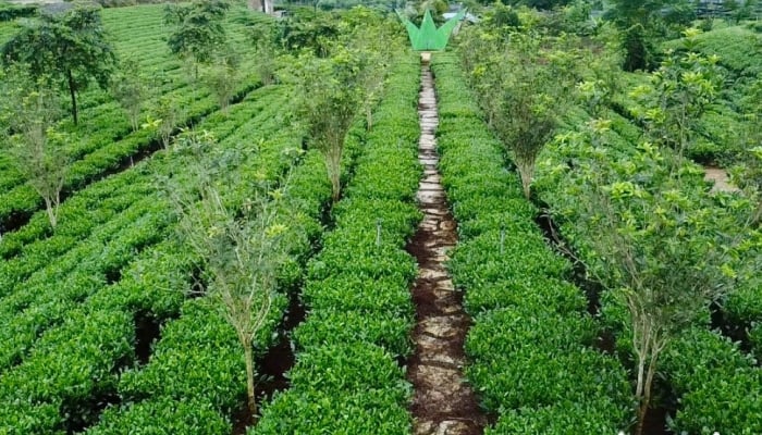 Admirez le jardin de thé centenaire de Thai Nguyen