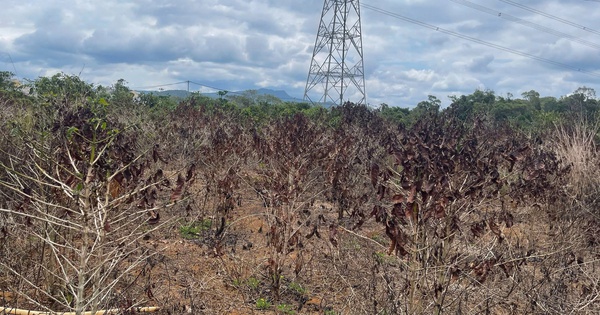 Dürre und Naturkatastrophen verursachen in Dak Nong Schäden von über 441 Milliarden VND