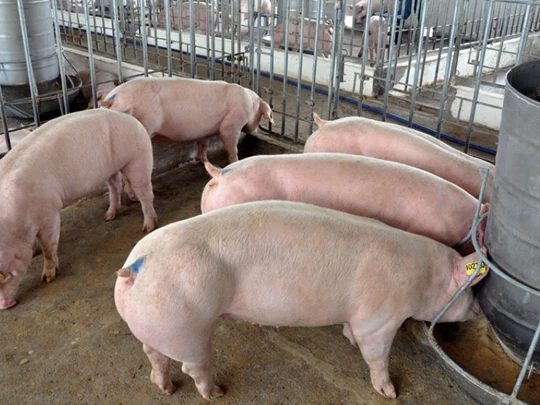 Prix ​​du porc au 11 octobre 2024 : Baisse continue au Nord et au Sud