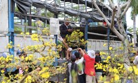 El mercado de flores del Tet en Da Nang está lento, muchos propietarios de jardines cierran temprano y gastan millones para llevar flores de albaricoque a casa.