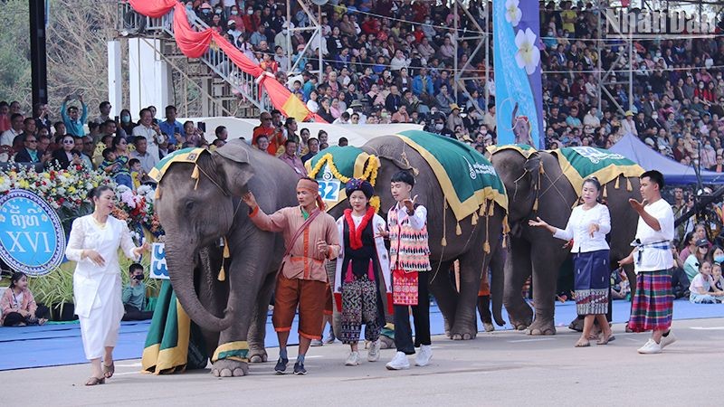 Das Elefantenfest in der laotischen Provinz Xayaboury ist eines der einzigartigen Feste, das eine große Zahl von Touristen anzieht. (Foto: Trinh Dung)    