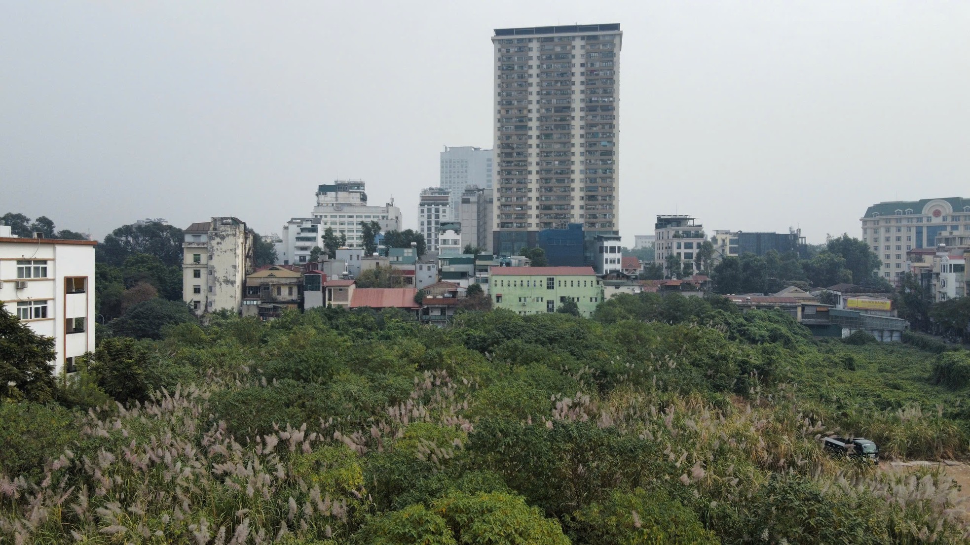 Unkraut wächst wild wie ein „Wald“ auf einem erstklassigen Grundstück in Hanoi und zerstört die Wohnfunktion. Foto 2