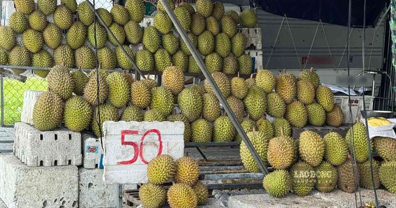 Les prix du durian chutent fortement, mais les acheteurs restent exigeants