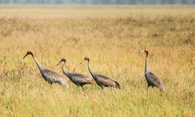 Las grullas regresan al Parque Nacional Tram Chim en 2019. Foto: Nguyen Van Hung