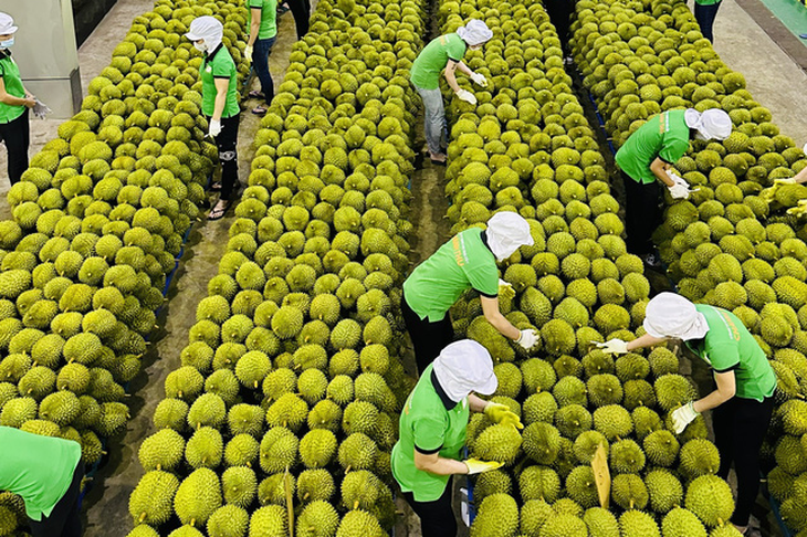 11/13-11/19の輸出週: 果物と野菜の輸出額は過去最高の50億ドルに達し、キャッサバが「10億ドル輸出クラブ」に加わる