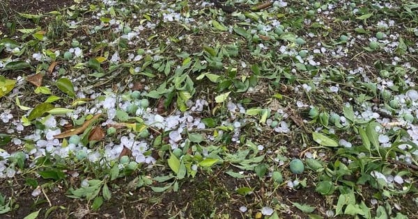 ソンラに激しい雹が降り、モクチャウのプラムが至る所で落下