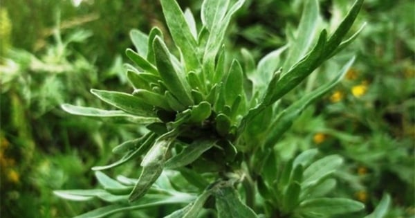 Les mauvaises herbes poussent partout, mais peu de gens savent qu’elles constituent un médicament qui renforce la résistance de la peau, aide les plaies à cicatriser rapidement et réduit rapidement la fièvre.