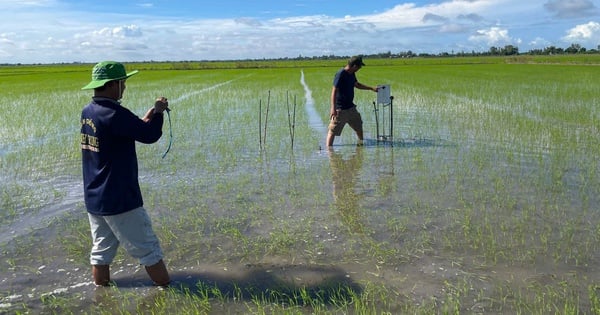 ហេតុអ្វីបានជាសហករណ៍ Cho Vam នៅ An Giang ត្រូវបានបោះឆ្នោតជាសហករណ៍ជាតិធម្មតានៅឆ្នាំ 2024?