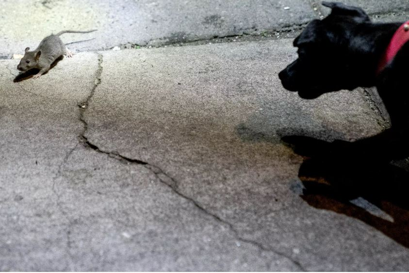 US capital 'recruits' dogs and cats to eliminate rat infestation