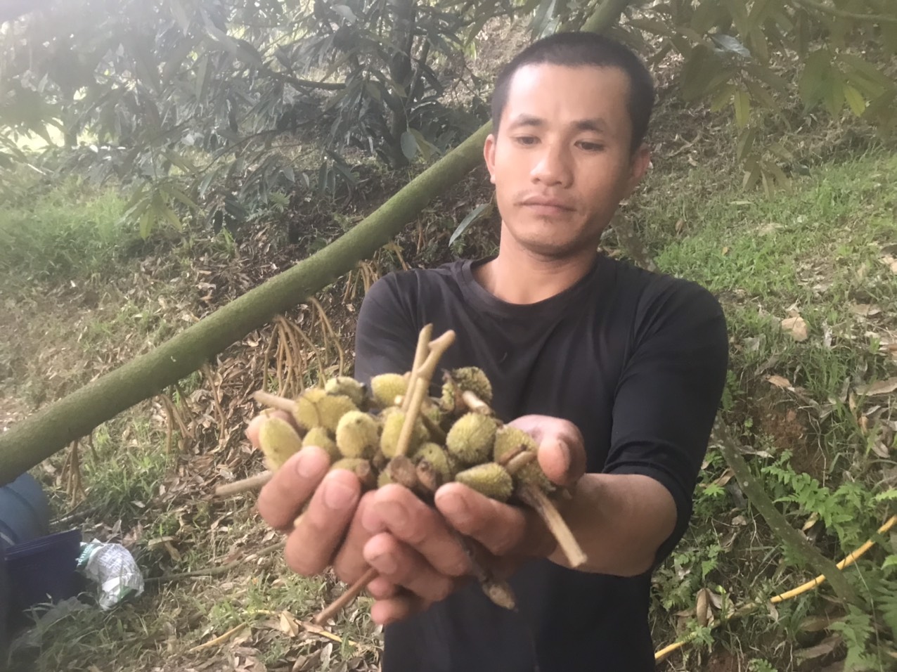 The durian trees in Mr. Tran Dung's garden have lost a lot of young fruit.