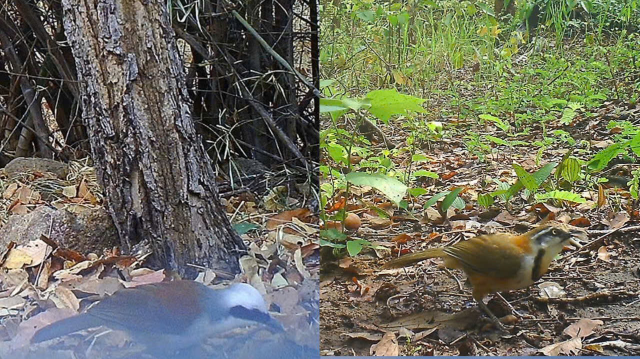 Bewundern Sie 24 seltene Vogel- und Tierarten im Schutzwald in Binh Thuan - 16