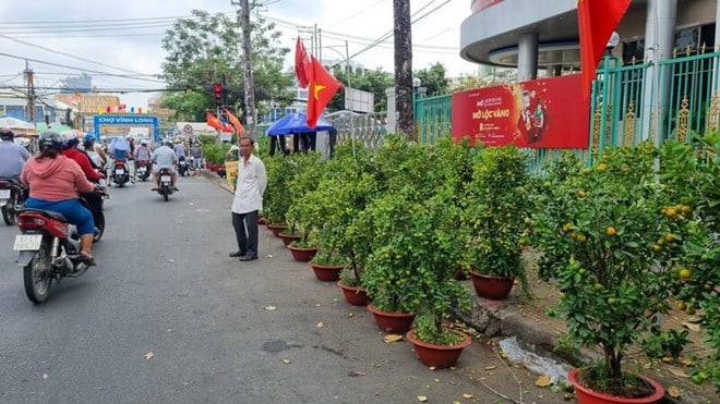 Mai, Vinh Long kumquat reduced price by more than 50%, customers still shake their heads