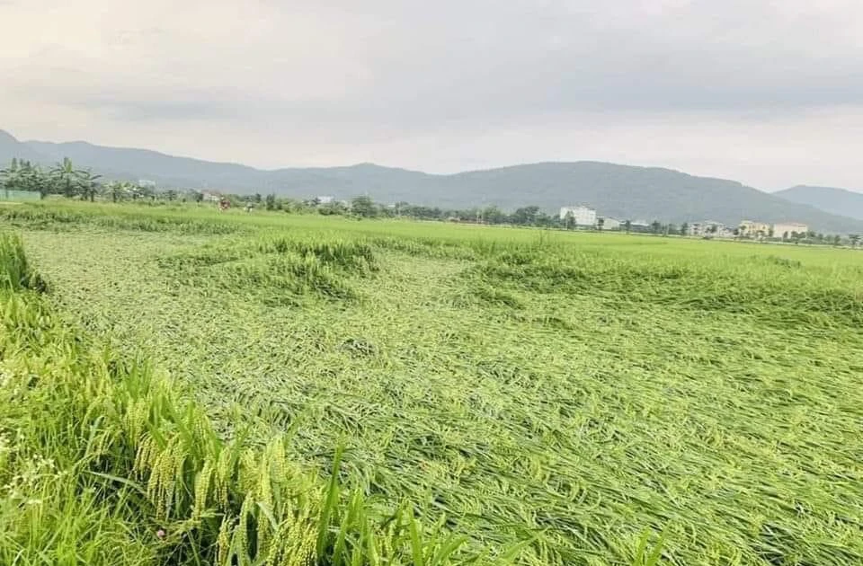 Le gouvernement fournit des semences de plantes pour aider Lao Cai à restaurer la production