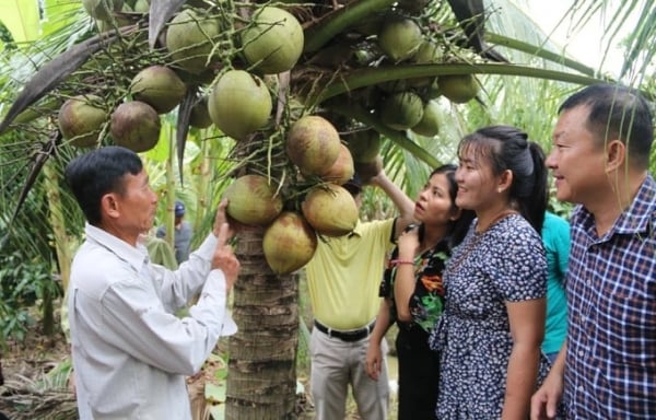 Vietnam's fresh coconut export turnover may exceed 1 billion USD