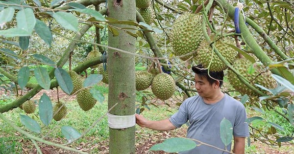 Anh nông dân Đắk Lắk gây bất ngờ với sáng tạo phòng trừ rệp sáp cho vườn sầu riêng, chi phí siêu rẻ